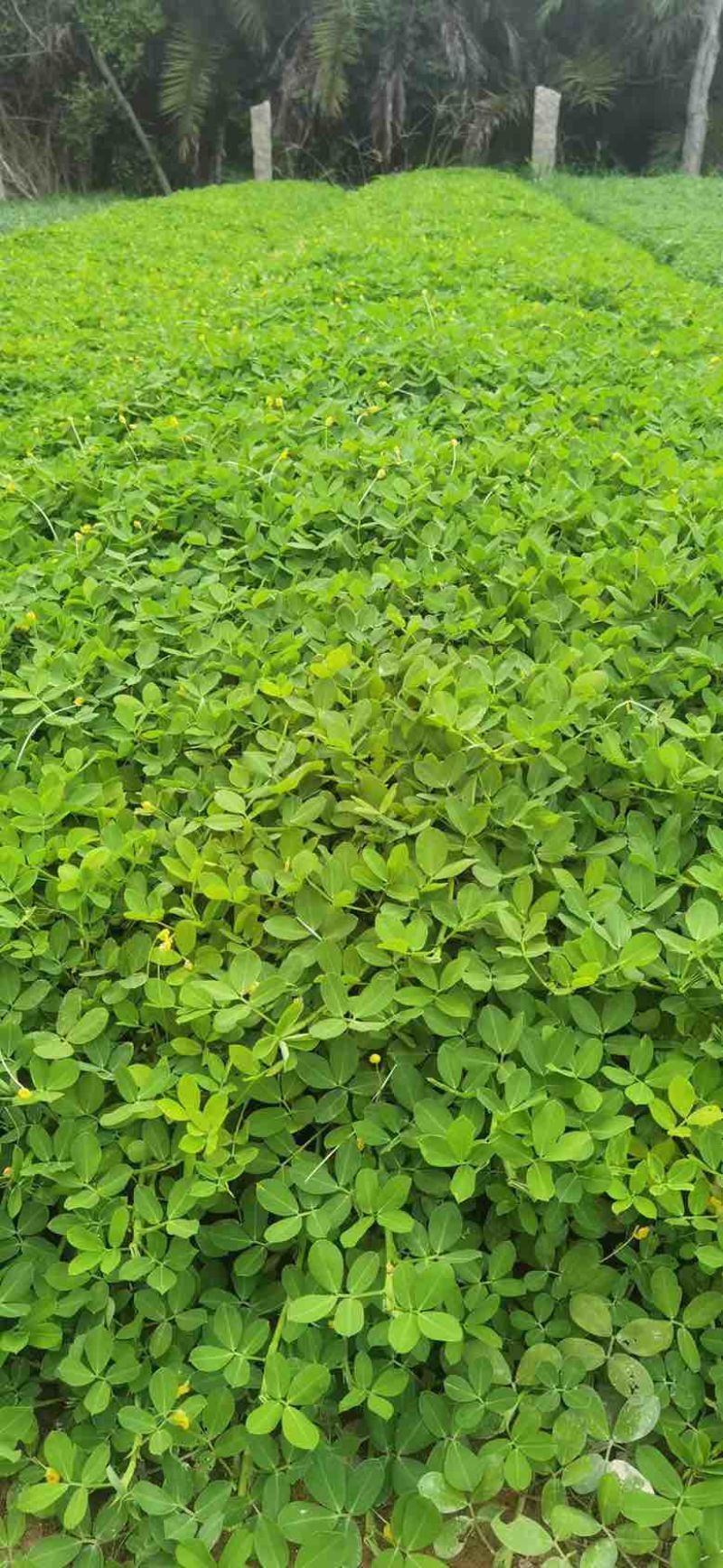 花生草（花生藤）10-30高，基地直销，一手货源，规格齐全