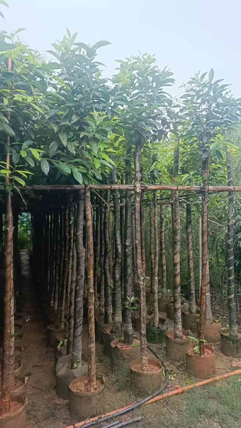 水翁3-18分，基地直销，一手货源，规格齐全，欢迎来电选购