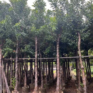 水翁3-18分，基地直销，一手货源，规格齐全，欢迎来电选购