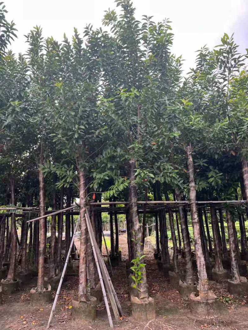 水翁3-18分，基地直销，一手货源，规格齐全，欢迎来电选购