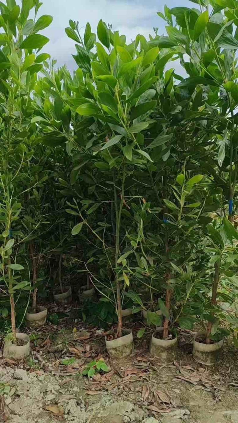 马占相思30-300高，基地直销，一手货源，规格齐全