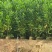 马占相思30-300高，基地直销，一手货源，规格齐全