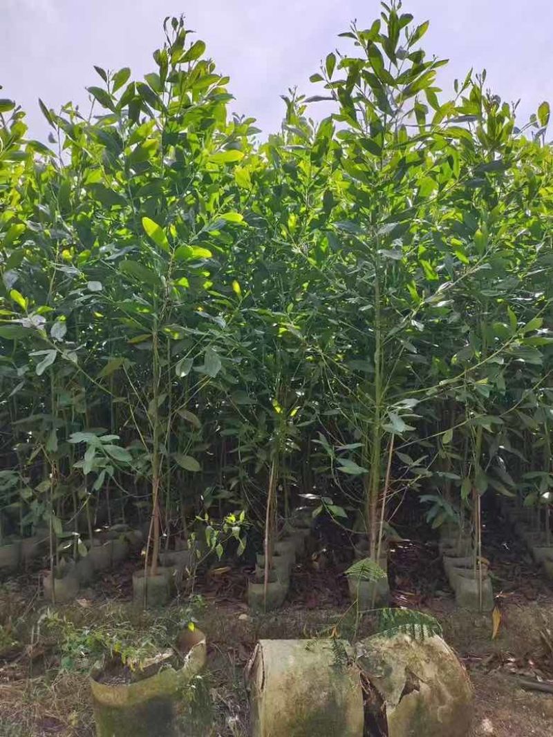 马占相思20-300高，规格齐全，基地直销，一手货源