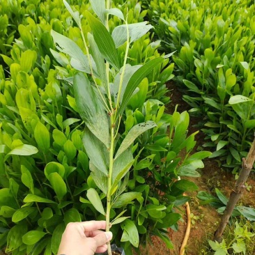 马占相思20-300高，规格齐全，基地直销，一手货源