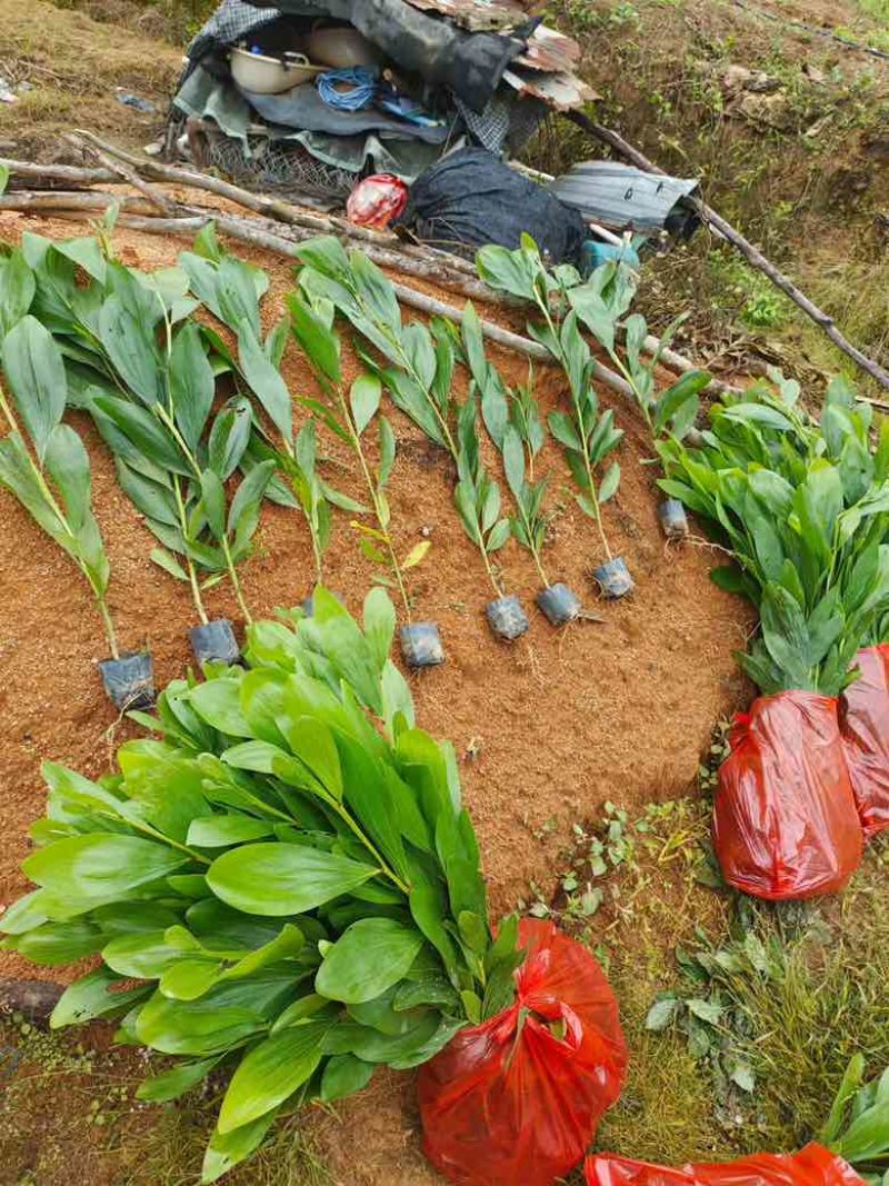 马占相思20-300高，规格齐全，基地直销，一手货源