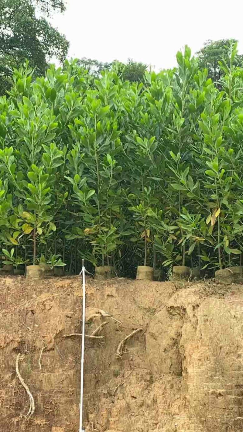 马占相思20-300高，1-5分，规格齐全，基地直销，一手货
