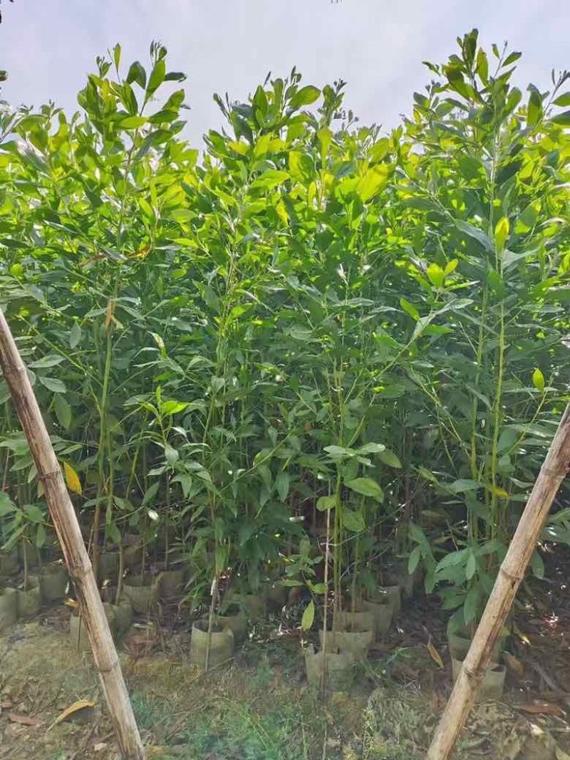 马占相思20-300高，1-5分，规格齐全，基地直销，一手货