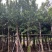 水翁3-18分，一手货源，基地直销，规格齐全，欢迎来电选购