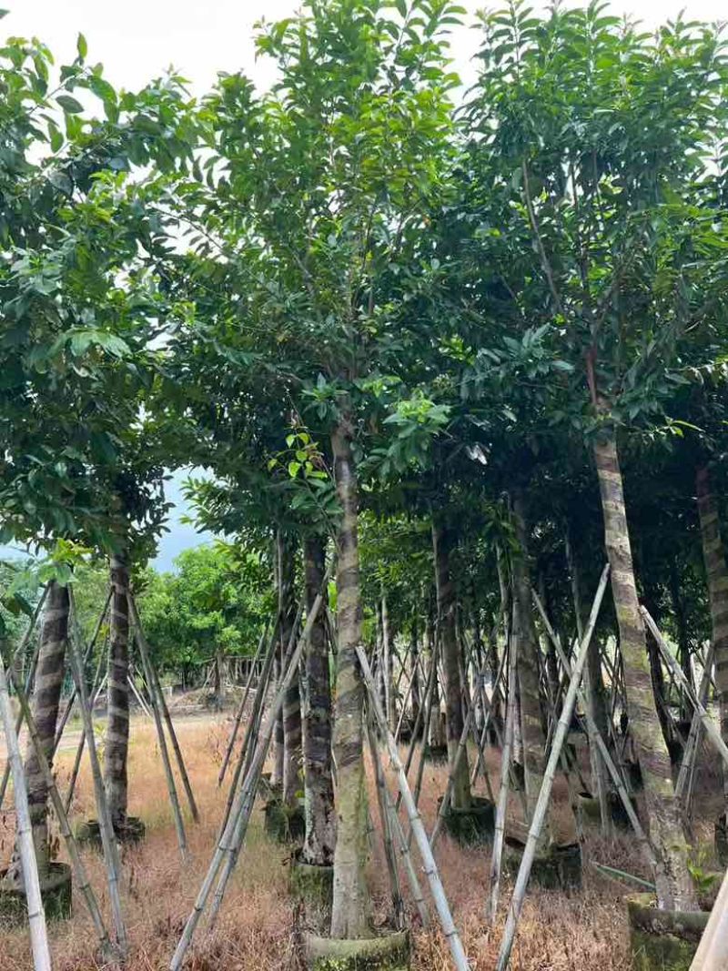 水翁3-18分，一手货源，基地直销，规格齐全，欢迎来电选购