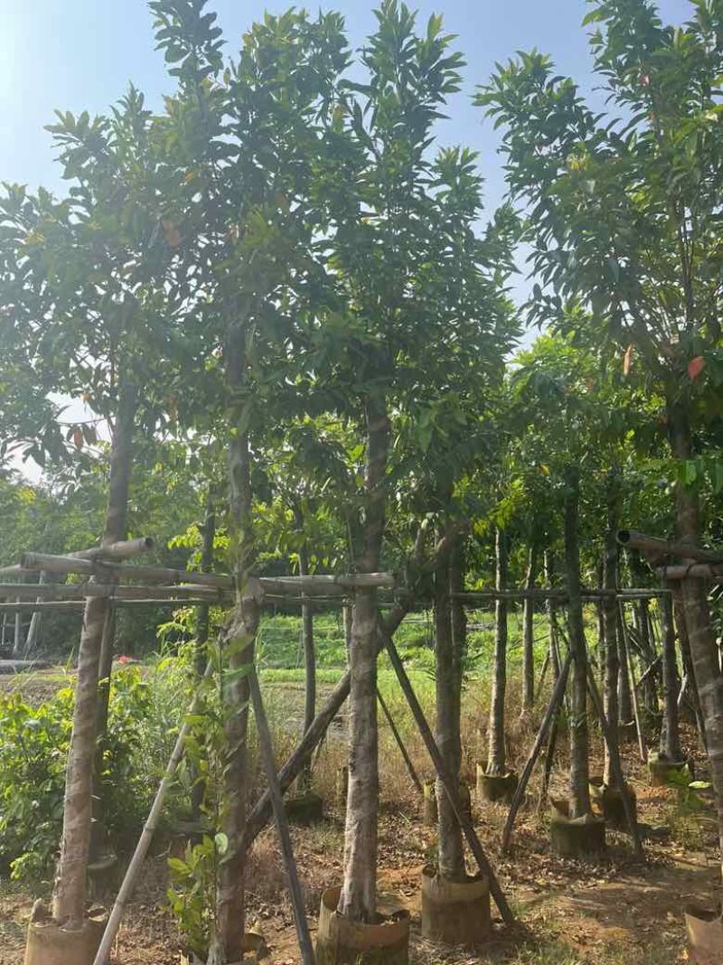 水翁3-18分，一手货源，基地直销，规格齐全，欢迎来电选购