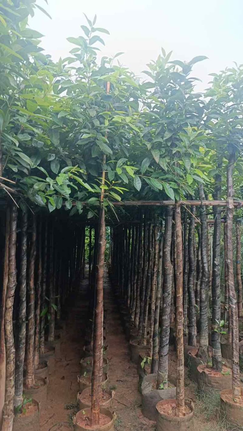 水翁3-18分，一手货源，基地直销，规格齐全，欢迎来电选购