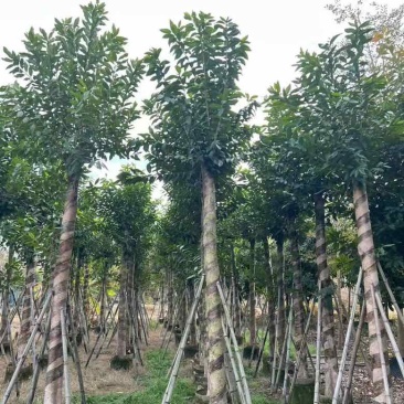 水翁3-18分，一手货源，基地直销，规格齐全，欢迎来电选购