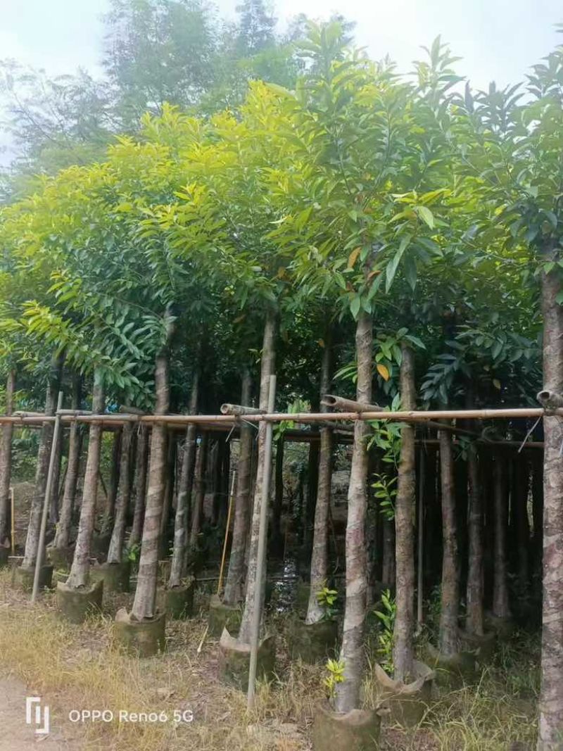 水翁3-18分，规格齐全，基地直销，一手货源，欢迎来电选购