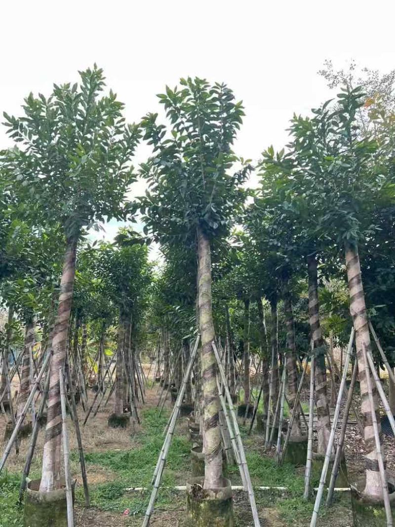 水翁3-18分，规格齐全，基地直销，一手货源，欢迎来电选购