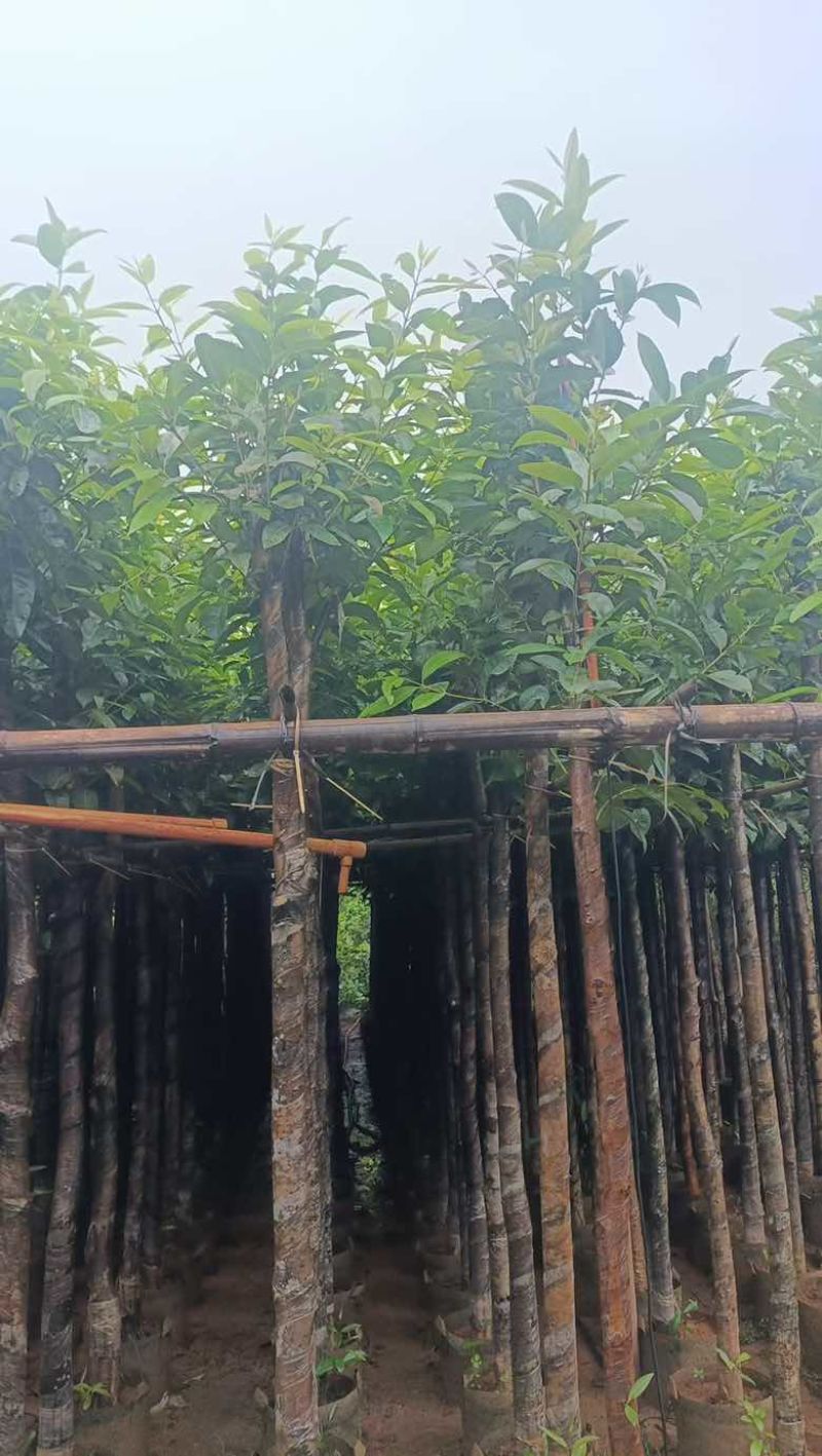 水翁3-18分，规格齐全，基地直销，一手货源，欢迎来电选购
