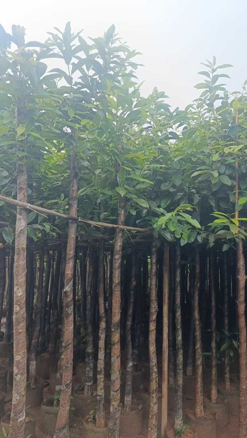 水翁3-18分，规格齐全，基地直销，一手货源，欢迎来电选购