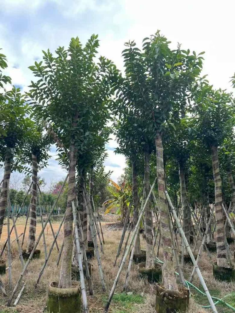 水翁3-20分，基地直销，一手货源，规格齐全，欢迎来电选购