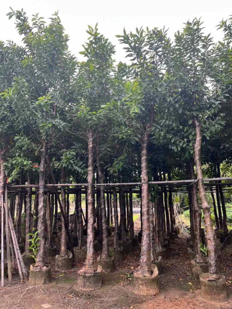 水翁3-20分，基地直销，一手货源，规格齐全，欢迎来电选购