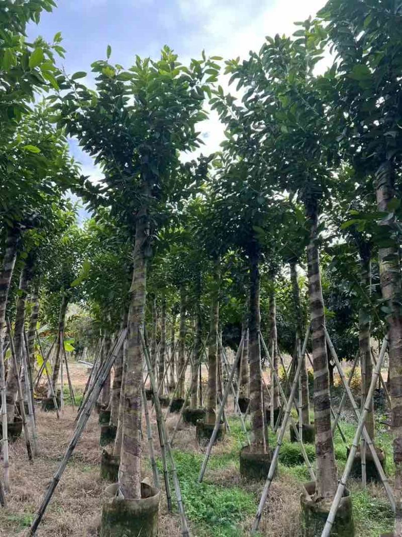 水翁3-20分，基地直销，一手货源，规格齐全，欢迎来电选购