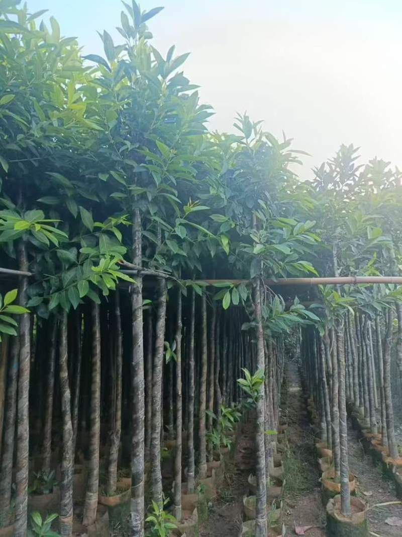 水翁3-20分，基地直销，一手货源，规格齐全，欢迎来电选购