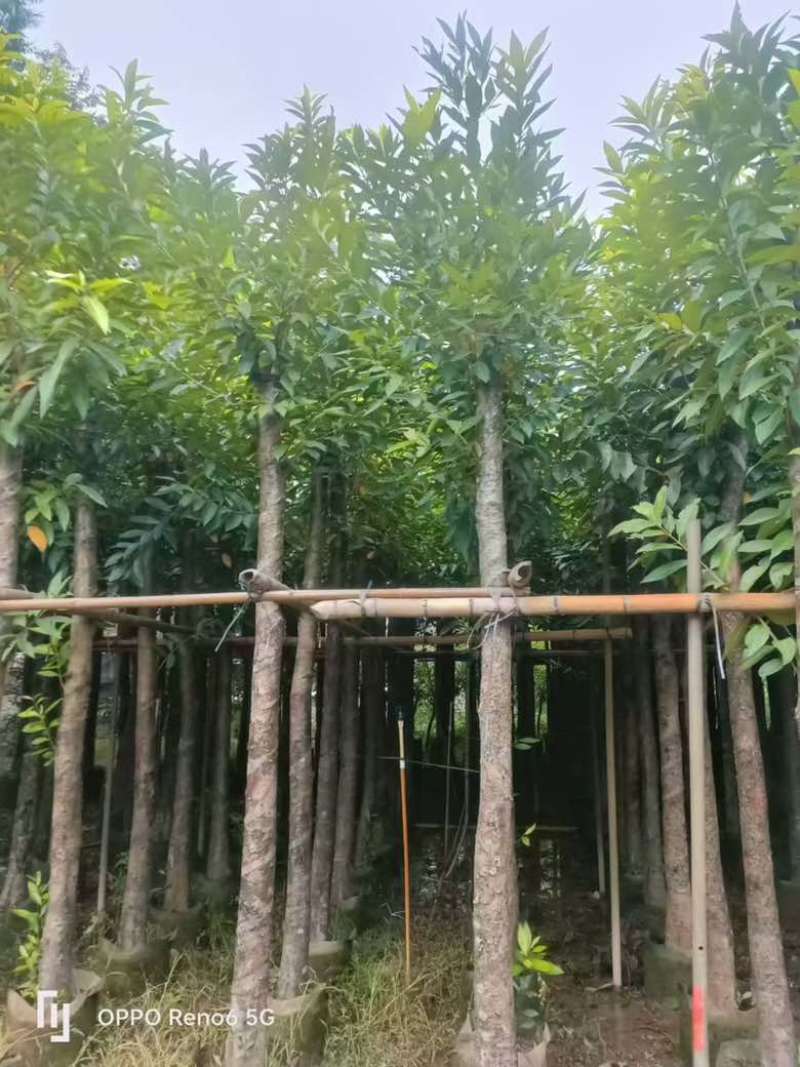 水翁3-20分，基地直销，一手货源，规格齐全，欢迎来电选购