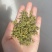 手工黄金芽