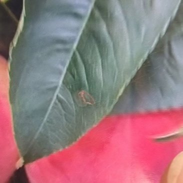 大久宝，红不软大量上市有需要的客户请电话联系。谢谢