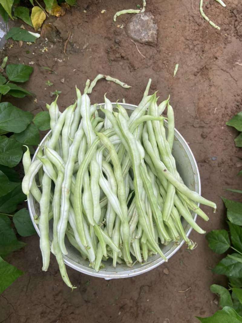 山西长治白不老豆角量大价格便宜