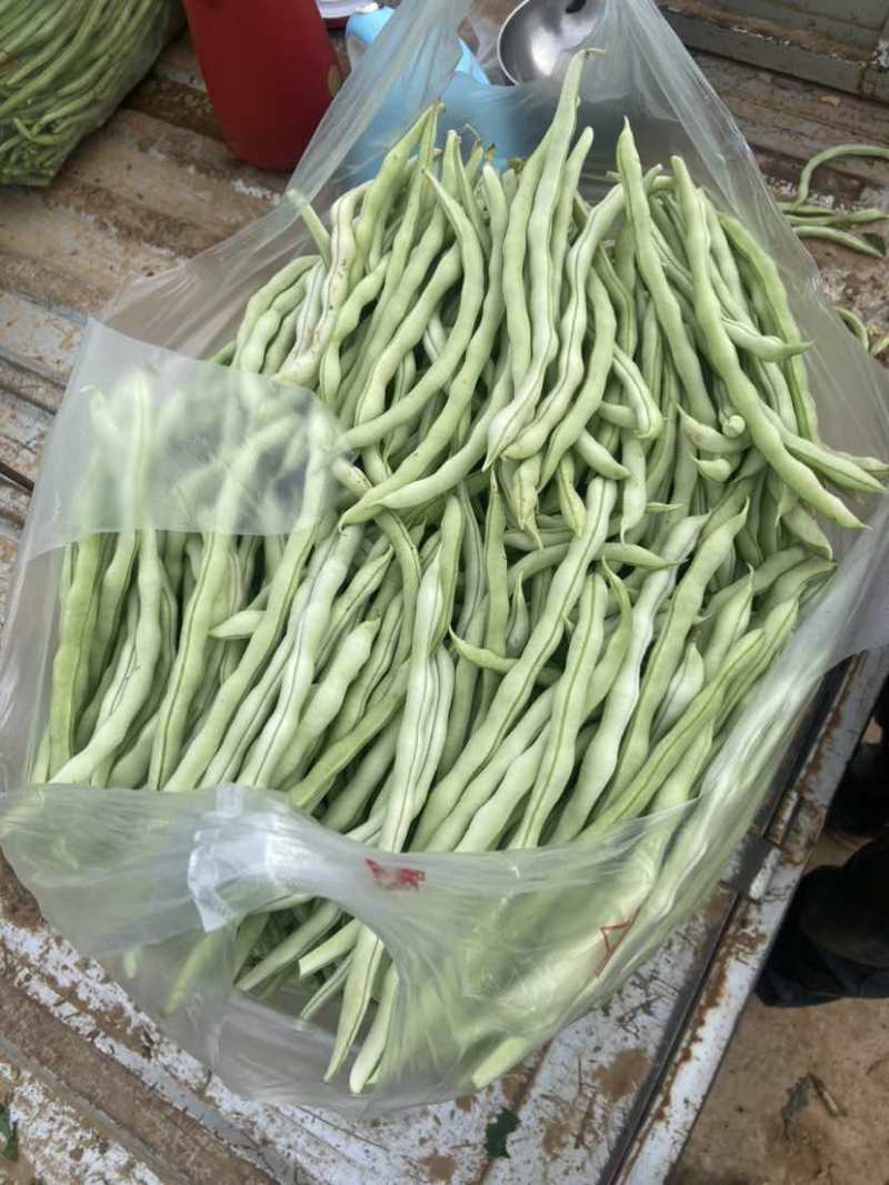 山西长治白不老豆角量大价格便宜