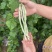 山西长治白不老豆角量大价格便宜