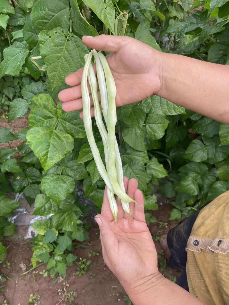山西长治白不老豆角量大价格便宜