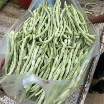 山西长治白不老豆角量大价格便宜