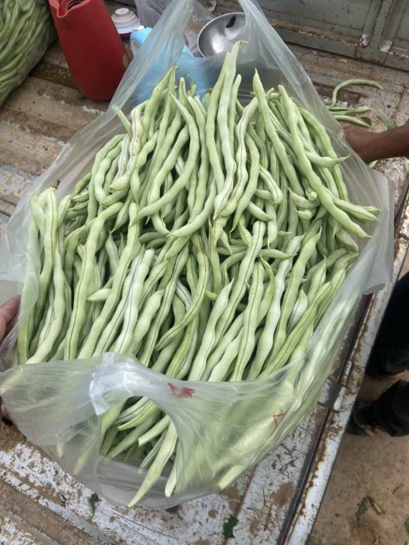 山西长治白不老豆角量大价格便宜