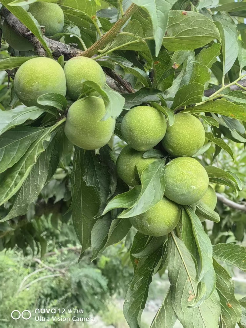 青脆李