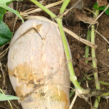 70亩蜜粉南瓜品象好，欢迎到点看瓜