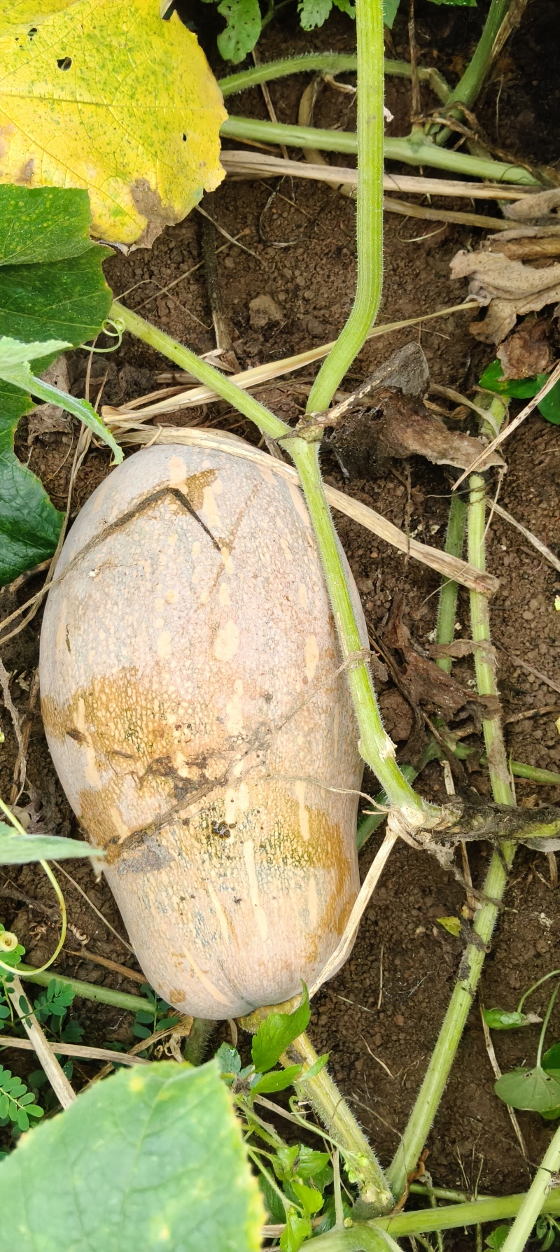 70亩蜜粉南瓜品象好，欢迎到点看瓜