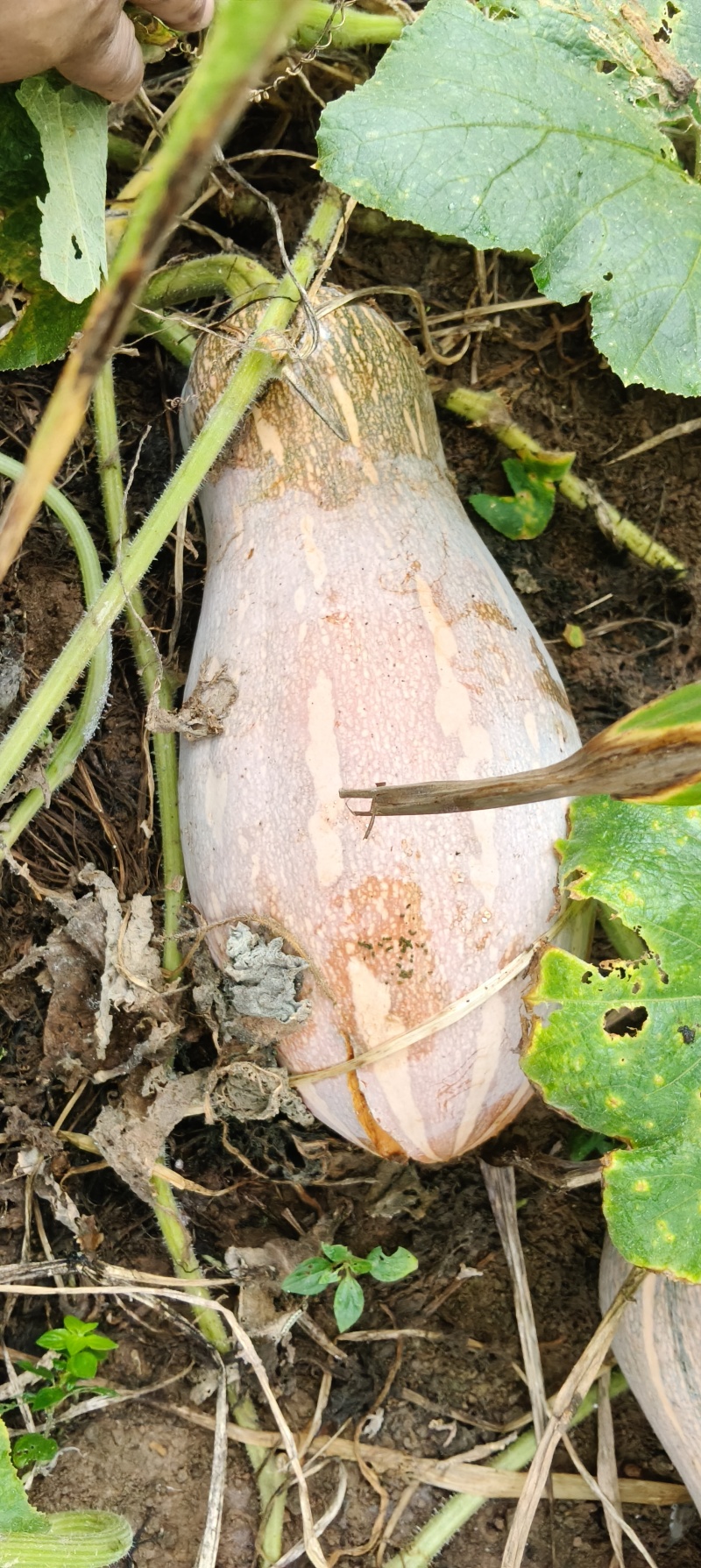 70亩蜜粉南瓜品象好，欢迎到点看瓜
