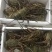 西非毛里塔尼亚青龙