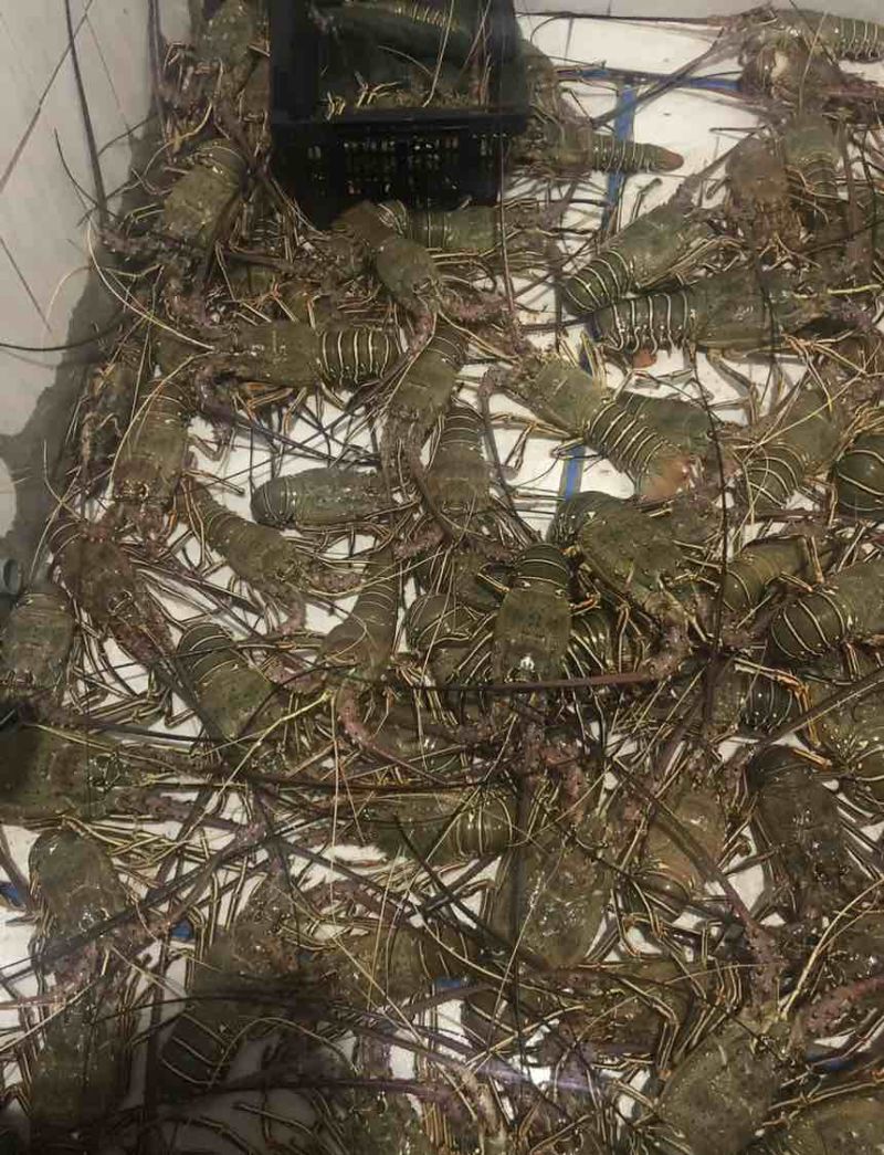 西非毛里塔尼亚青龙