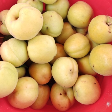 阳高香白杏