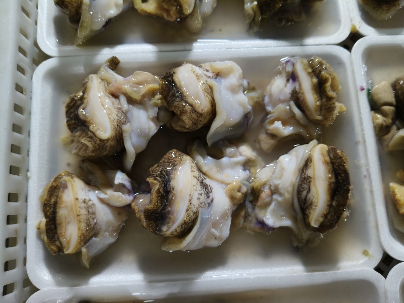 纯大个海螺肉，***原汁原味***海螺头，一件20袋
