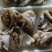 纯大个海螺肉，***原汁原味***海螺头，一件20袋