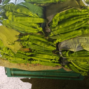 精品辣椒