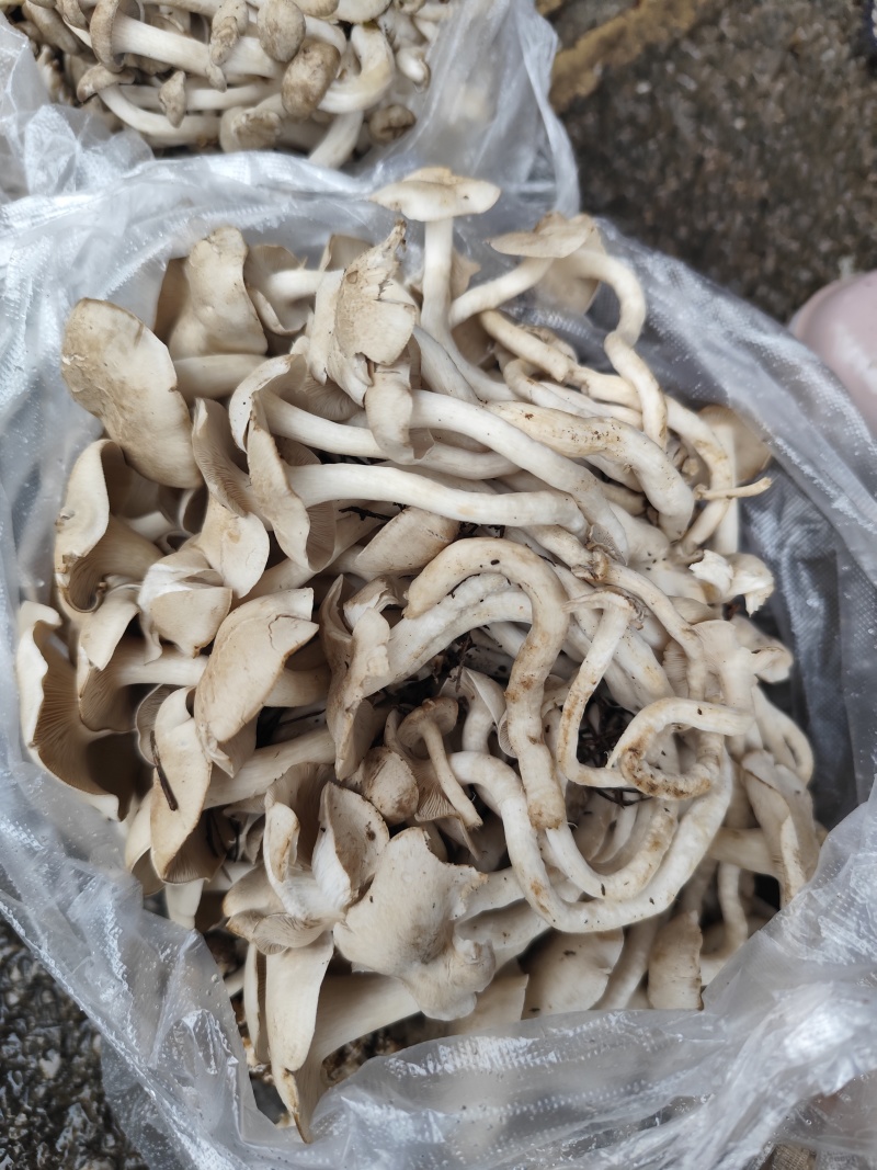 各种野生菌大量上市