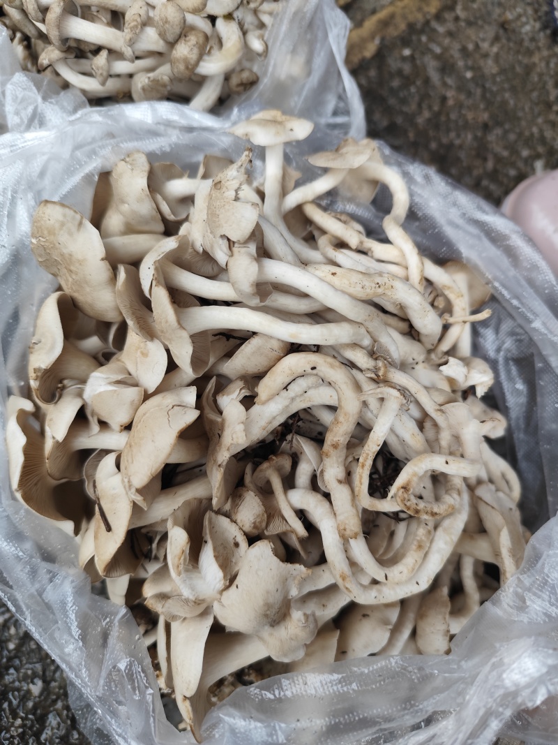 各种野生菌大量上市