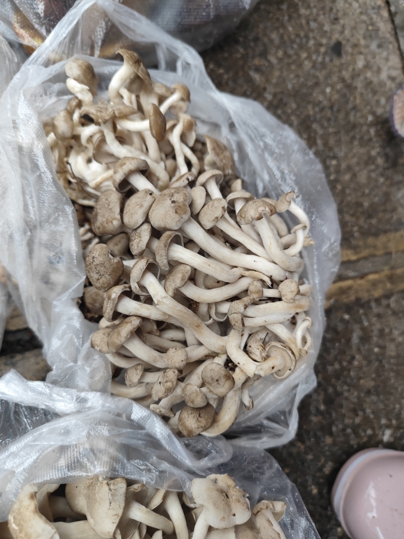 各种野生菌大量上市