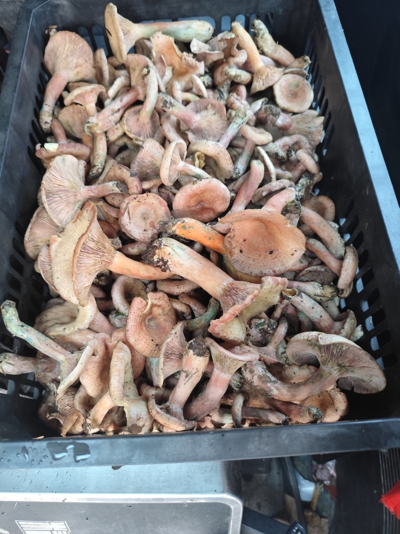 各种野生菌大量上市