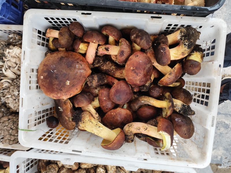 各种野生菌大量上市
