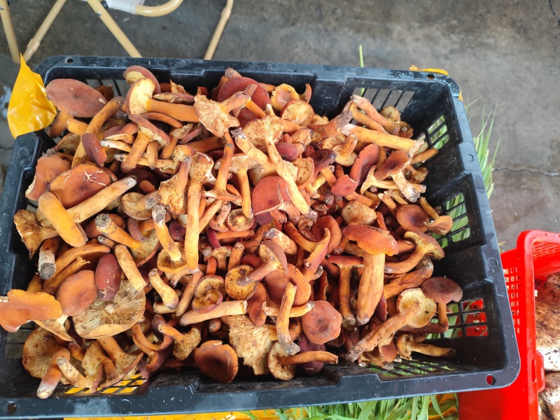 各种野生菌大量上市
