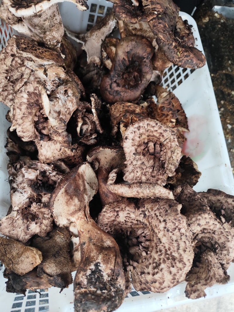 各种野生菌大量上市